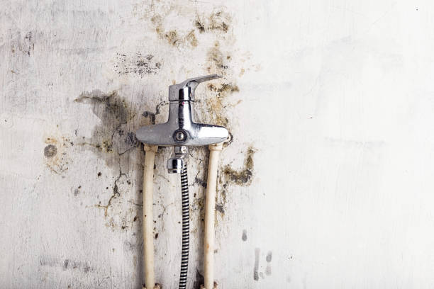Best Best Mold Removal Companies  in Lisbon, ND