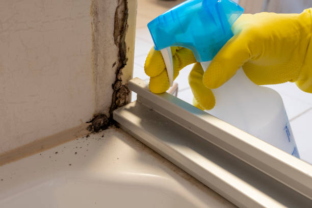 Best Toxic Mold Removal  in Lisbon, ND
