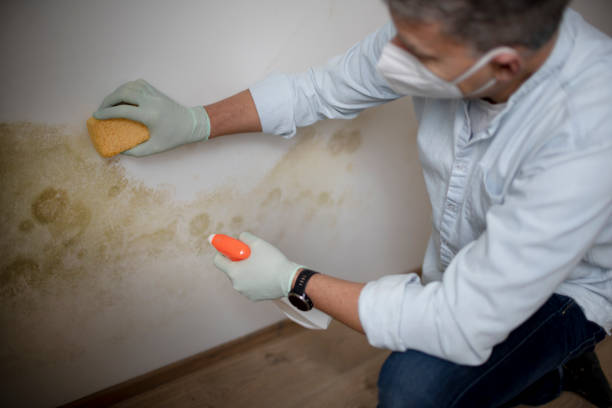Best Mold Removal Company Near Me  in Lisbon, ND