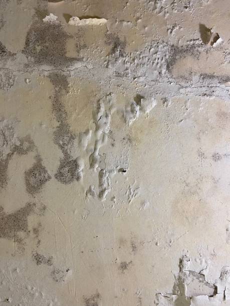 Best Mold Cleaning Services  in Lisbon, ND