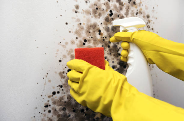Best Mold Testing  in Lisbon, ND