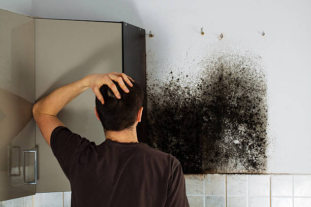 Best Home Mold Removal  in Lisbon, ND