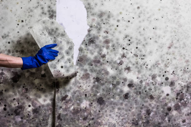 Best Emergency Mold Removal  in Lisbon, ND