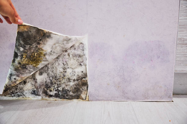 Mold Removal and Inspection in Lisbon, ND